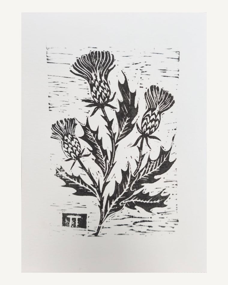 Linograbado botánico de tres flores de cardo con hojas espinosas, en tinta negra